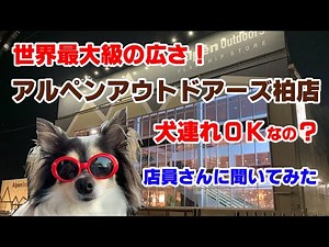 アルペンアウトドアーズ柏店は、犬連れOKなの？店員さんに聞いたので、詳しく説明