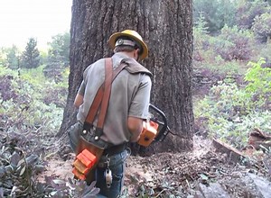 Falling a bigger sugar pine