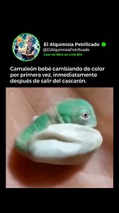 7.1M views · 80K reactions | 年 El primer cambio de color: el...
