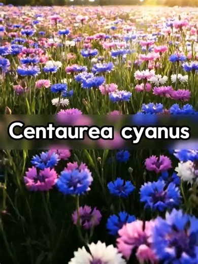 Premium Cornflower Seeds: Grow Wildflowers Anywhere