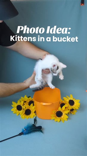 Here's some photoshoot inspiration for cat moms and photographers alike, kittens in a bucket! You know cats love to sit anywhere they can fit, so take advantage of it! I'm Victoria and I'm a pet and rescue photographer on Long Island NY. I volunteer my time to take photos of cats for adoption to help them get adopted faster. Good photos are extremely important to catch potential adopters attention online. I hope you'll follow along! Stitches, Popo, & Luna are available for adoption through @tend