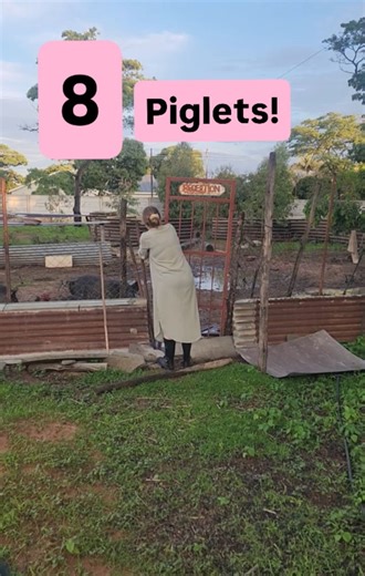 If youve been here for a few months, youll have walked through a tough time with us, when our two mommy pigs lost their piglets - except for one. We took it so hard. But we decided it was wise to give the gals another chance and our instincts were correct! 8 healthy piglets arrived a few days ago -- mommy isnt stomping on them, she lays down to feed them and it's a way better situation. The other mommy pig looks like she will be giving birth soon, too! I will keep you posted! #theskillfulwoman #