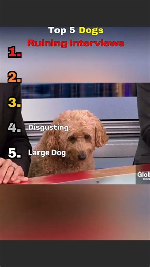 Dogs Ruining Interviews #dogs #interviews #shorts #funny