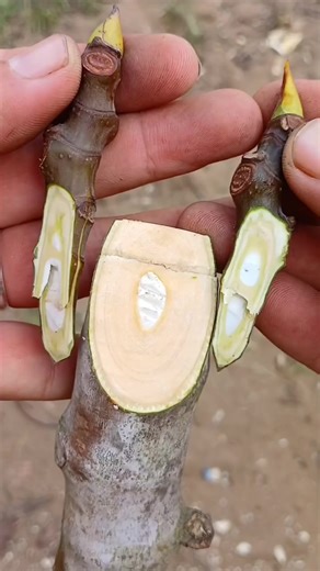 Vidéos de Roi Cobraa (@roi.cobraa) avec New Sun - Chihei Hatakeyama