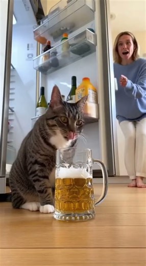 고양이 취한 척 발동😂 Caught Drinking! Cat Pretends to Be Drunk 😂🍺 #catshorts #funnycats