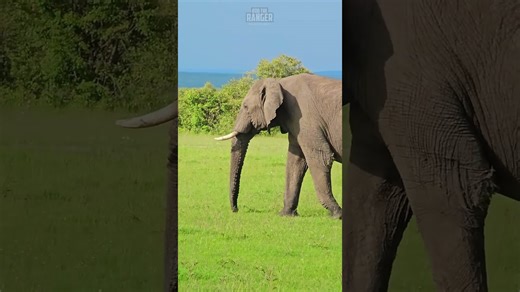 Beautiful Elephant Grazes In The Open Plains!