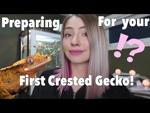 What To DO Before Getting Your First Crested Gecko!