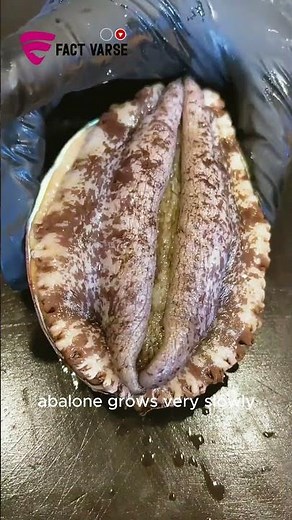 This Animal Looks Like… What? 😳 #abalone #snail