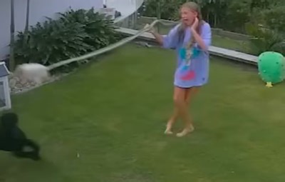 VIDEO: Young girl swings snake around to save pet guinea pig