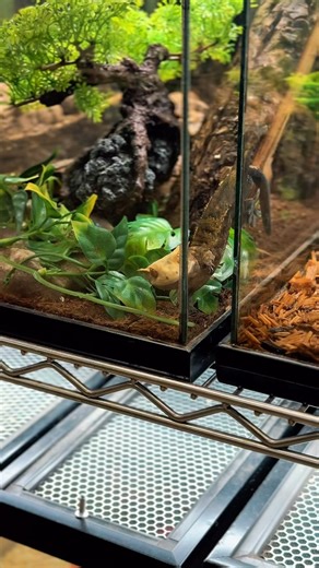 LLLReptile and Supply Co, Inc on Instagram: "It’s the eyes for me …… . . . . #reptiles #geckos #lizards"