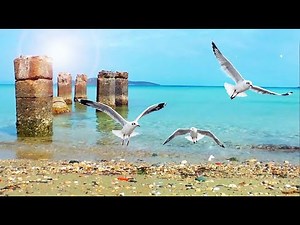 Peaceful tropical beach, calm ocean sound and seagulls, waves, nature, sleep aid