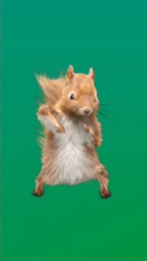 Dancing squirrel