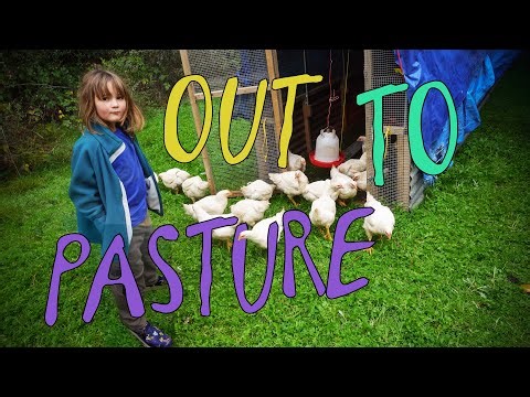 Raising Meat Chickens Part 2: Moving the Birds to Pasture!