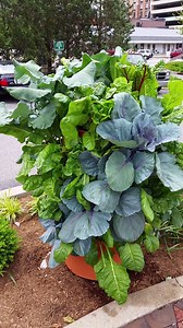 As late summer approaches, it's time to start picking those delicious herbs and veggies from your Garden Tower®🌿 Have you started harvesting yet? | Garden Tower Project