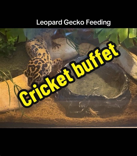 Time to feed my Leopard Gecko Theodore 🦗. Enjoy!