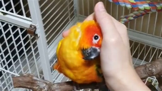 Meet Pumpkin the cuddly parrot