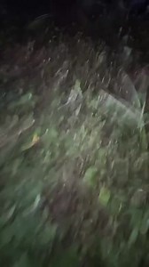 Drug bust operation at Purok 3 Brgy Simpak Lala against kang alyas Marlon. | Navarro Michael Mike