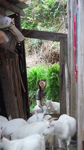 Life in the Mountains: A Shepherdess' Daily Adventure