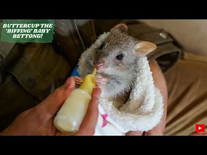BUTTERCUP THE 'BIFFING' BABY BETTONG!