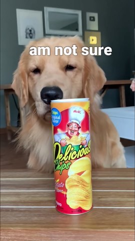 My dog becomes a very serious product tester