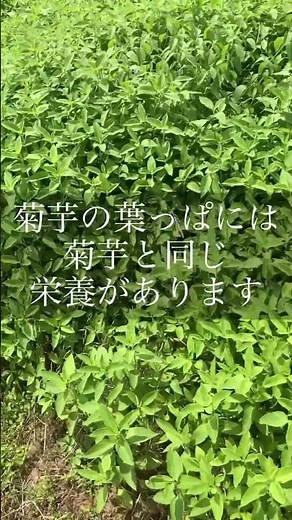 キクイモ茶つくります#無肥料#無農薬#キクイモ#菊芋