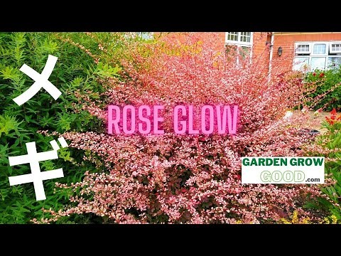 How to Propagate Japanese Barberry in Just 19 Days - With Results