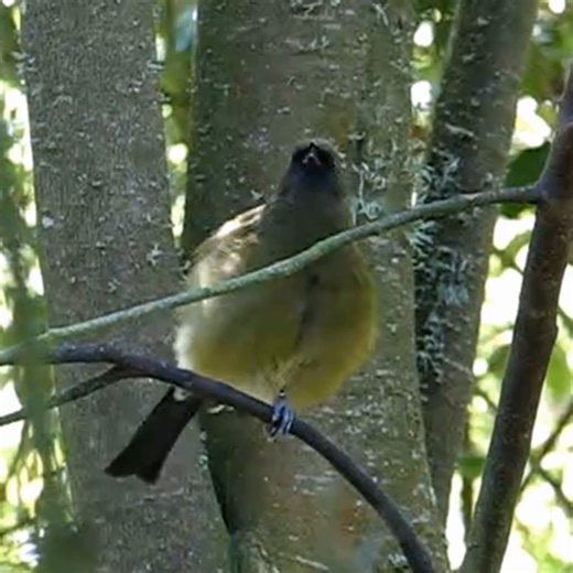 Good morning #Birds & #Nature! New Zealand bellbird calling, female, (Anthornis melanura) The New Zealand bellbird, also known by its Māori names korimako, makomako or kōmako, is a medium-sized species of honeyeater endemic to New Zealand. | BIRDS & Nature