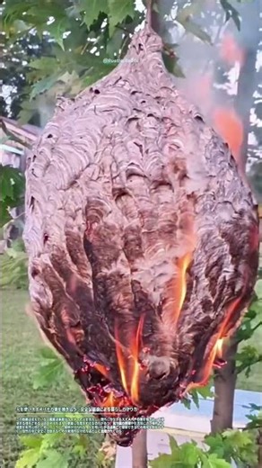 火を使いスズメバチの巣を焼き払う：安全な駆除による暮らしの守り方