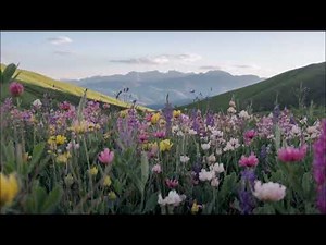 Daydream - 1 Hour Loop - (Best Version - Trimmed And Looped)