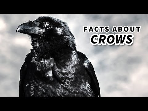 Crow Facts: CROW vs RAVEN (and more!) | Animal Fact Files