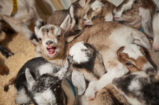 Spring’s cutest attraction? Baby goat tours return to this Upstate NY farm