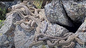 Colorado is home to a 'mega-den' of hundreds of rattlesnakes