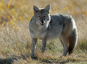 Rules and Regulations for Coyote Hunting in West Virginia -