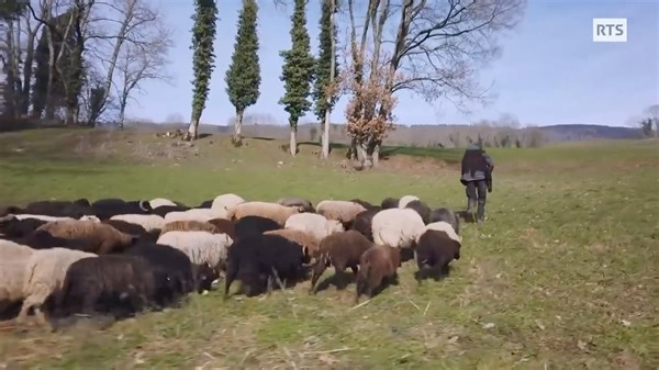Steeve devient berger suite à un grave accident invalidant. Steeve se reconstruit pas à pas, laissant le temps de l'aider, lui permettre de faire des rencontres humaines et animales décisives. Encore un reportage de la RTS tout à fait exceptionnel. Plein de finesse, de philosophie, d'acceptation entre autre des accidents de la vie que Steeve transforme en expérience. Un très très beau message. Prenez le temps de voir ce reportage dans un instant de calme, de tranquillité. RTS émission Passe moi 