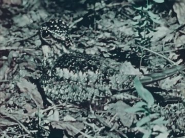 Animal Camouflage: Prairie Dogs, Night Hawks & More