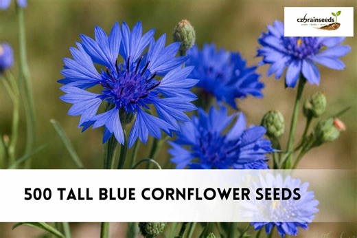 500 Tall Blue Cornflower Seeds | Bachelor Button Wildflower, Cottage Garden Flower, Non-gmo - Etsy Canada
