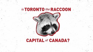 83K views · 72 reactions | They are the city's unofficial mascot — but is Toronto truly the raccoon capital of Canada? Let us know what you think in the comments. | CBC Toronto | Facebook