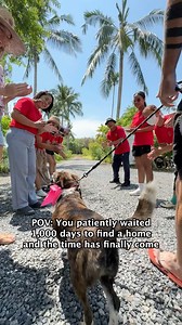 Well done, Britney! You did it! 🥰❤️ #streetdog #dogs #rescuedogs | Happy Doggo