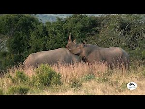 Wild Beasts CLASH in Black Rhino Territory!