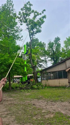 S&L tree service