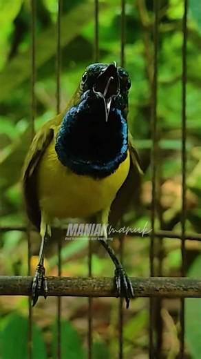 SOGON GACOR NGALAS NEMBAK PANJANG #52 #sogongacordor #sogongacorngobra