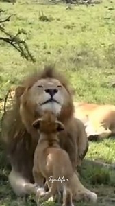 305K views · 10K reactions | Lion cubs father love❤❤ #animals #nature #wild #wildlife #safari #shorts #baby #lion #animal #adventuretravel #trendingrecipes #actorslifestyle #styleideasdaily #Baiganrecipe | Fyado fun | Facebook