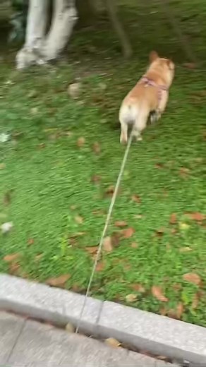 1.1K views · 25 reactions | How can there be a dog screaming so funny #frenchiepuppy #frenchie #frenchbulldog #frenchielove #frenchies #frenchielife #frenchieoftheday #frenchiesociety #puppy | 1M Follow | Facebook