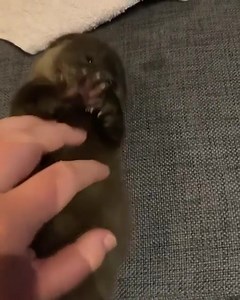 **LOOK AT THIS TINY LITTLE FLOOF😭😭** | Otter