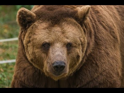 What Makes Grizzly Bears So Special?🐻