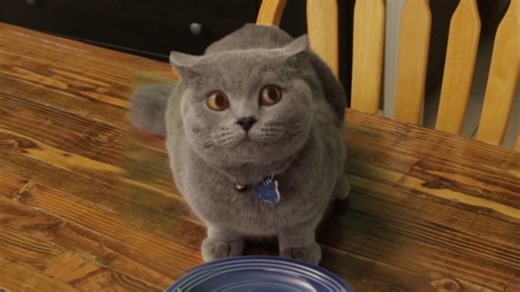 Cat Antics: Prince Michael's Afraid of His Veggies