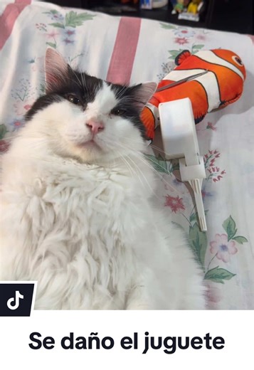 Se dañó el aswer #gato #gatos #mascotas #mascota #meme