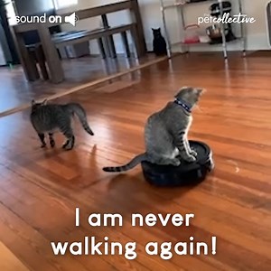 So cats are teaming up with our robots now? | Try Not to Laugh