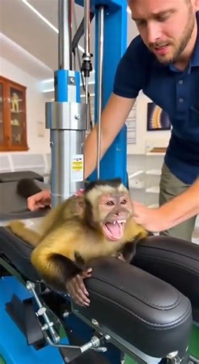 #Funny #monkey #Watch #ukaudience