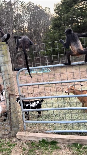 Treats for all 💜 | Dog Treats